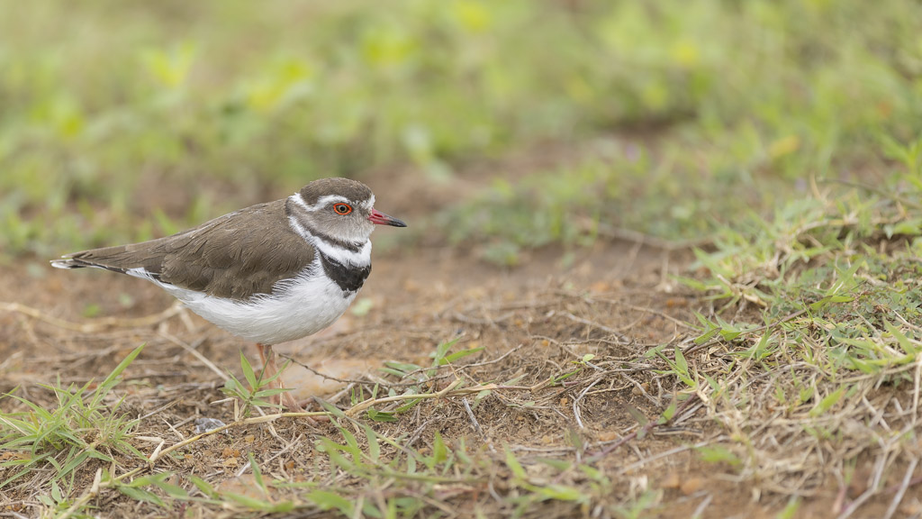 _S8A9732-Pluvier triple collier.jpg