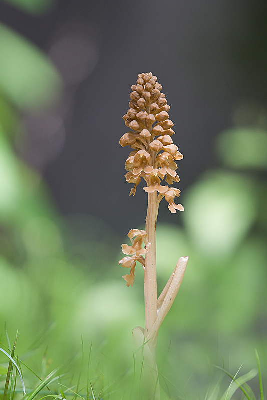 Noettie nid d'oiseau.jpg