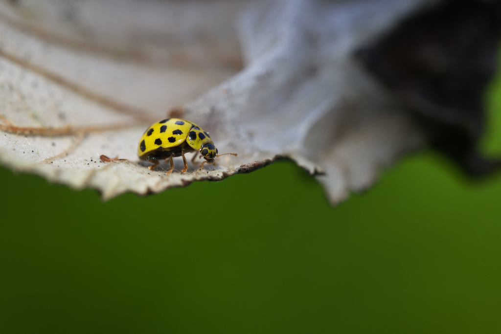 PsYLLobora 22 pts.jpg