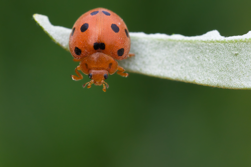 Cocc de la bryone16.jpg