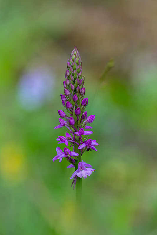 Orchys moucheron juin 2024 1.jpg