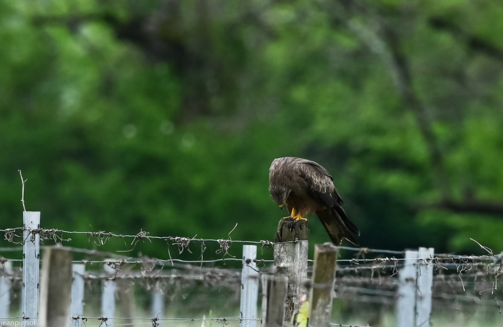 Sans titre-240_3109.JPG