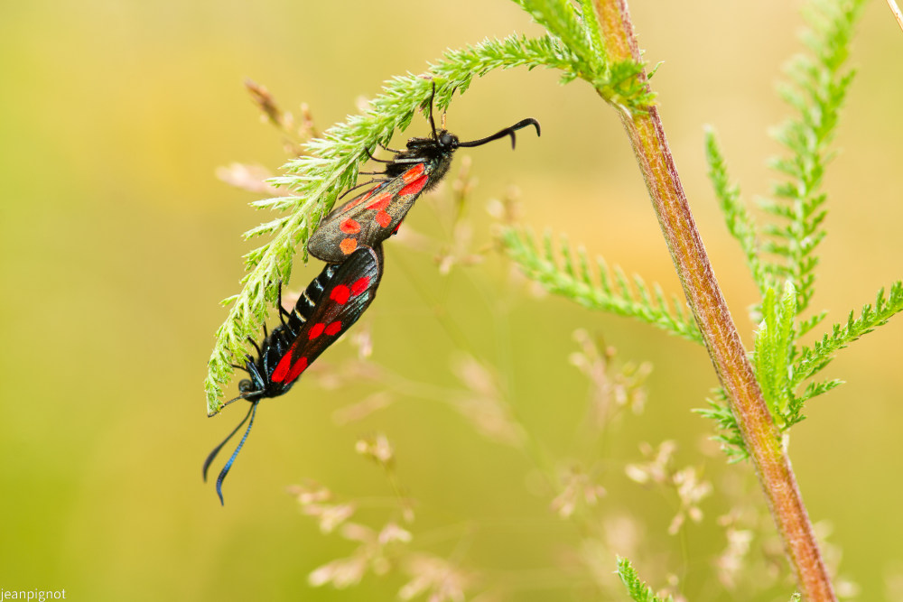 Sans titre-245_3114.JPG