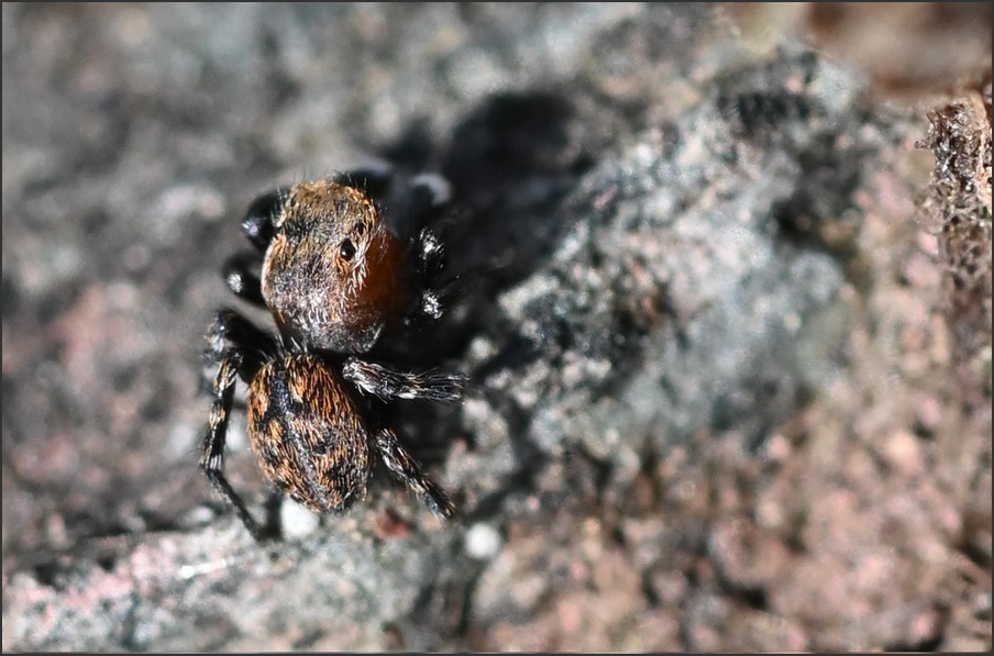 Salticidae 2.13.jpg