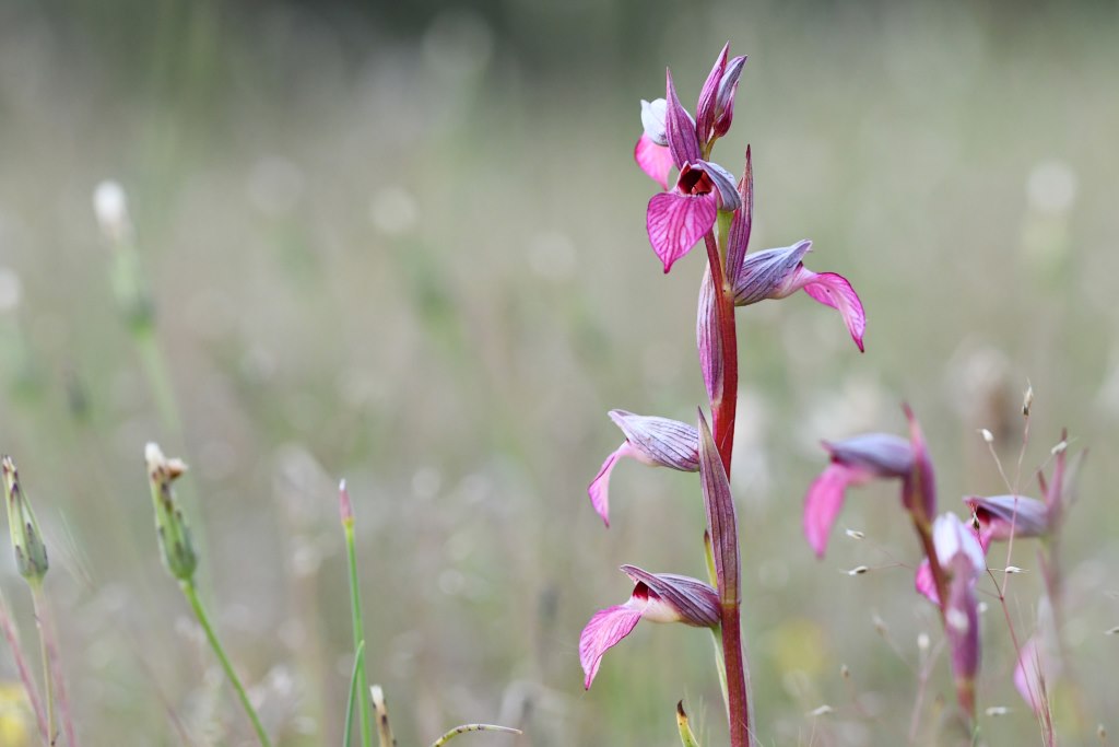DSC_0375 sérapia lingua 1024.jpg