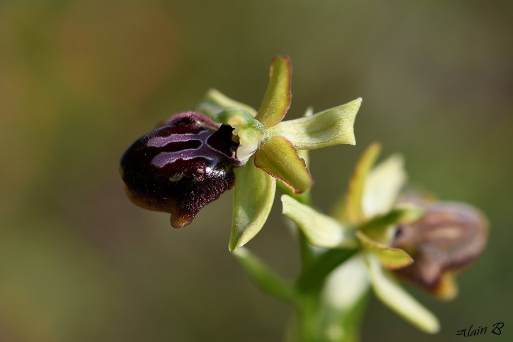 DSC_0331 ophrys araignée 1024.jpg