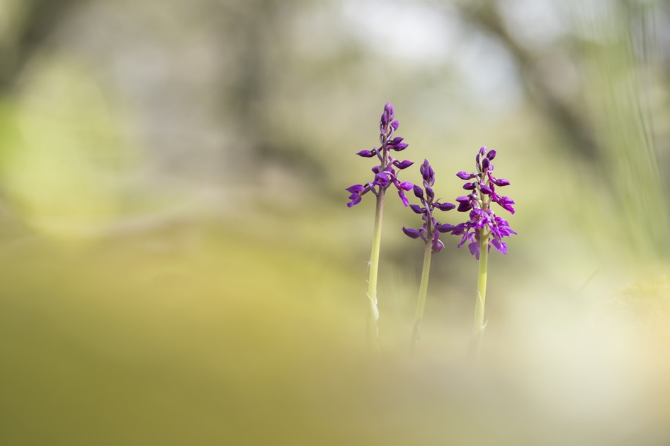 1_Orchis mascula.jpg