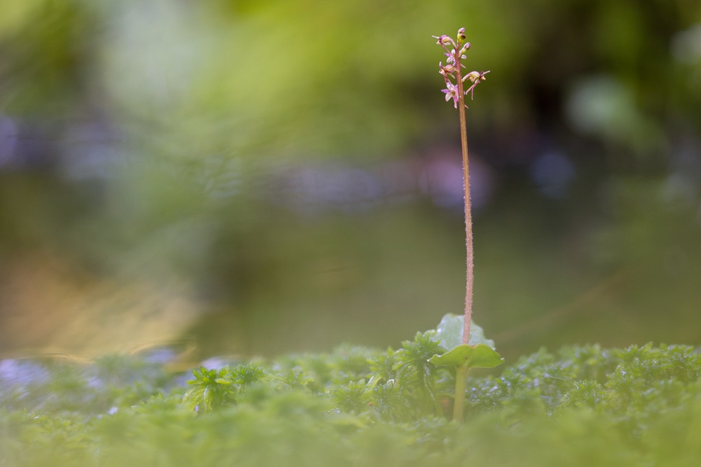 2_Neottia cordata.jpg