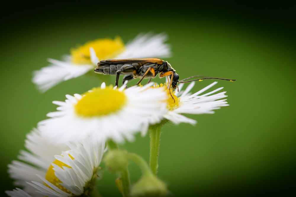 Oedemère ochracée_3.jpg