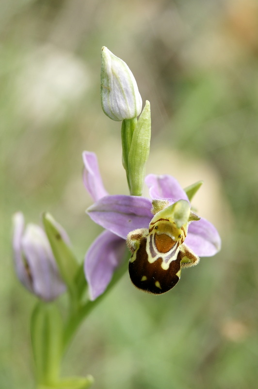 Oprhys abeille  reduc.jpg