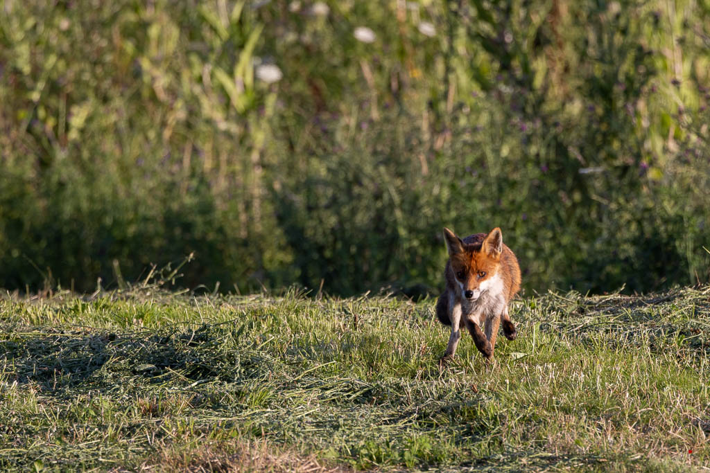 Renard roux (Vulpes vulpes)-623.jpg