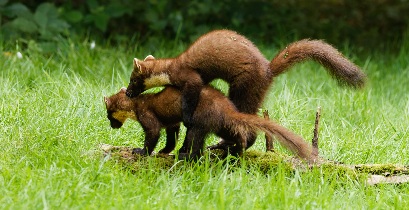 FN4A2161-CR3-001 (1).jpg