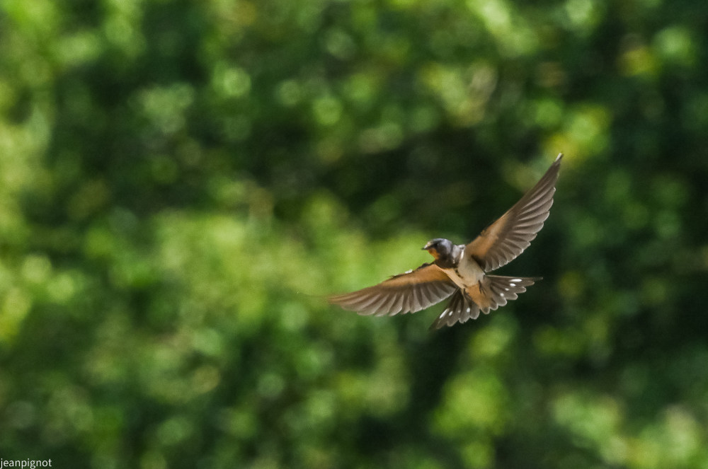 Sans titre-295_3256.JPG