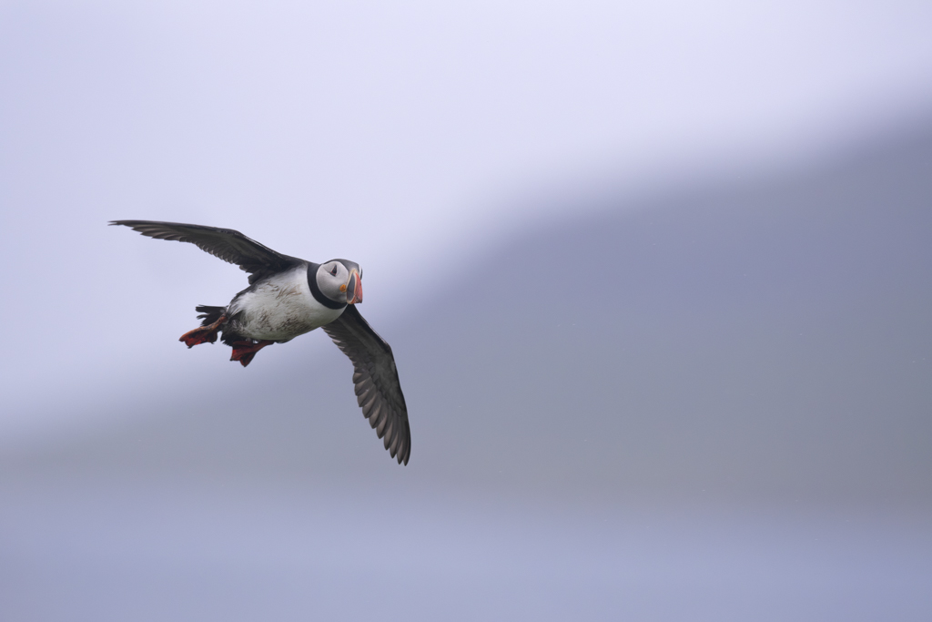 _DSC9036-Avec accentuation-Bruit.jpg