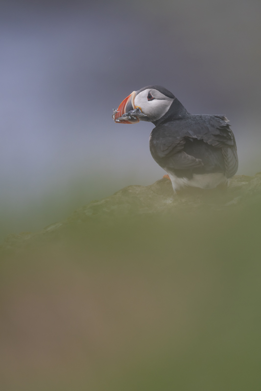 _DSC9195-Avec accentuation-Bruit.jpg