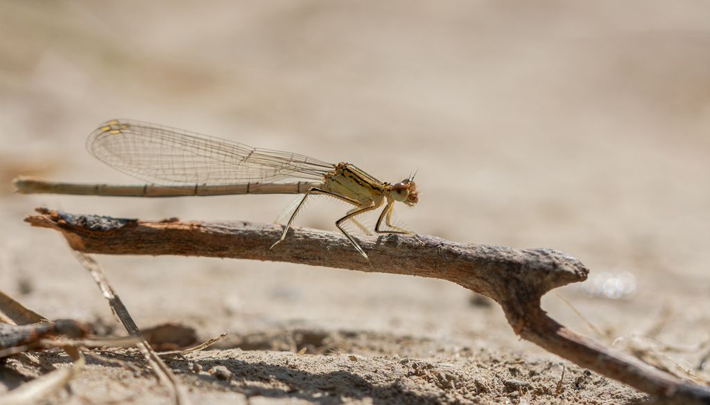 Libellule. Platycnemis pennipes. Agrion à larges pattes (3).jpg