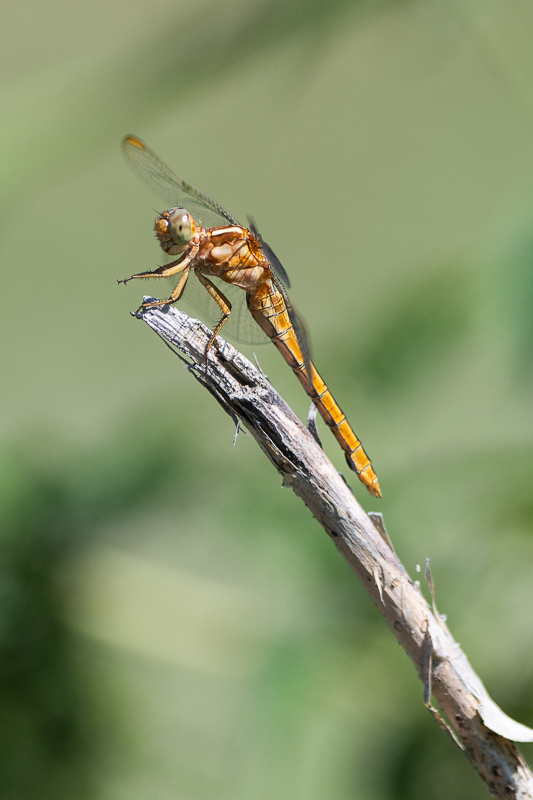 Crocothemis écarlate-3.jpg