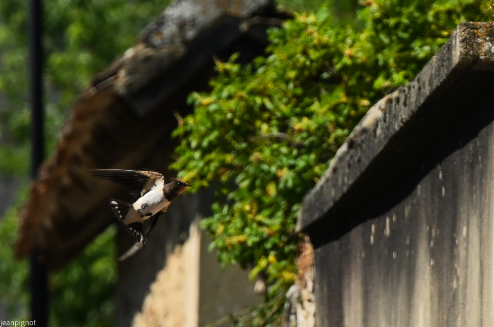 Sans titre-316_3300.JPG