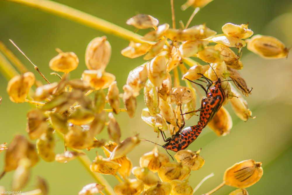 Sans titre-341_3322.JPG