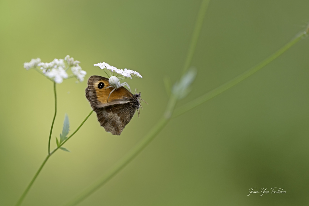 _Palacret 6copie (Copier).jpg