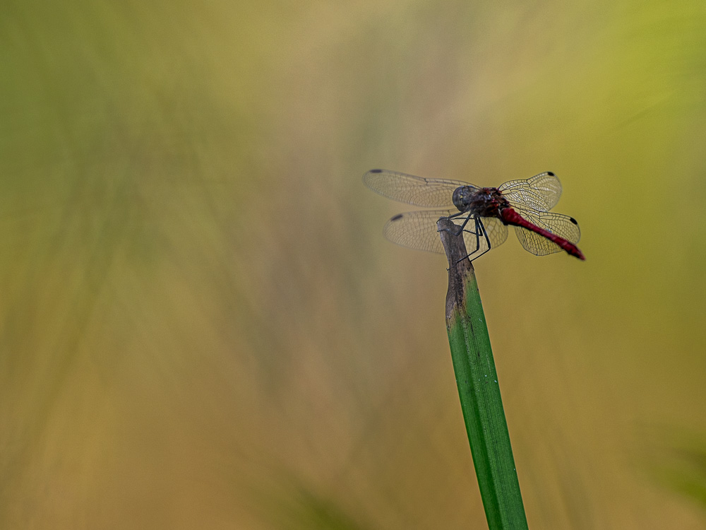 Crocothemis 14.jpg