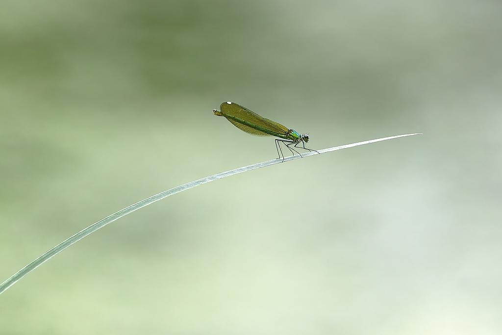DSC_5077_DxO.jpg