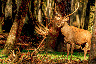 IMG_4053 réduite.jpg