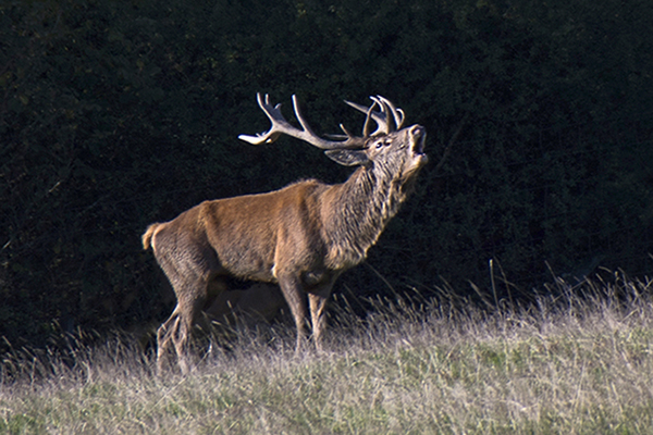 JCl Ortiz.Cerf 3 .jpg