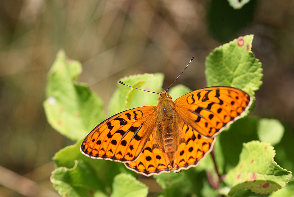 Le Grand Nacré ( Argynnis aglaja ).jpg