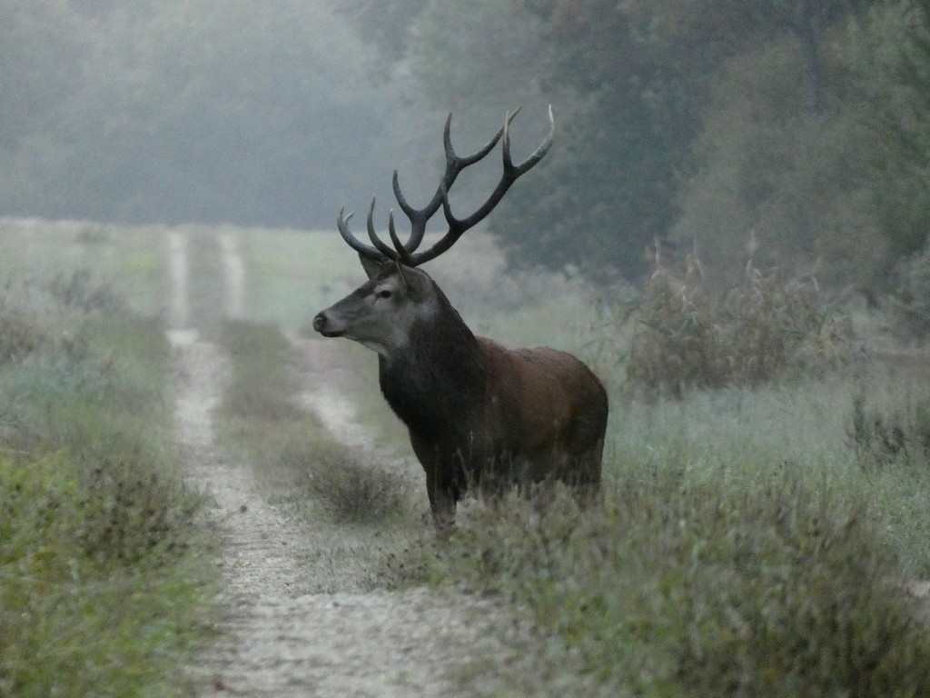 Cerf 1 1024px 256 ko.JPG