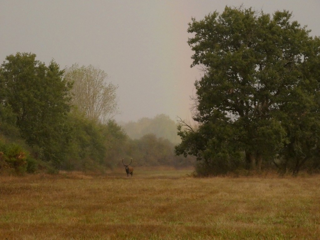 Cerf 3 HD 1024px256ko.JPG