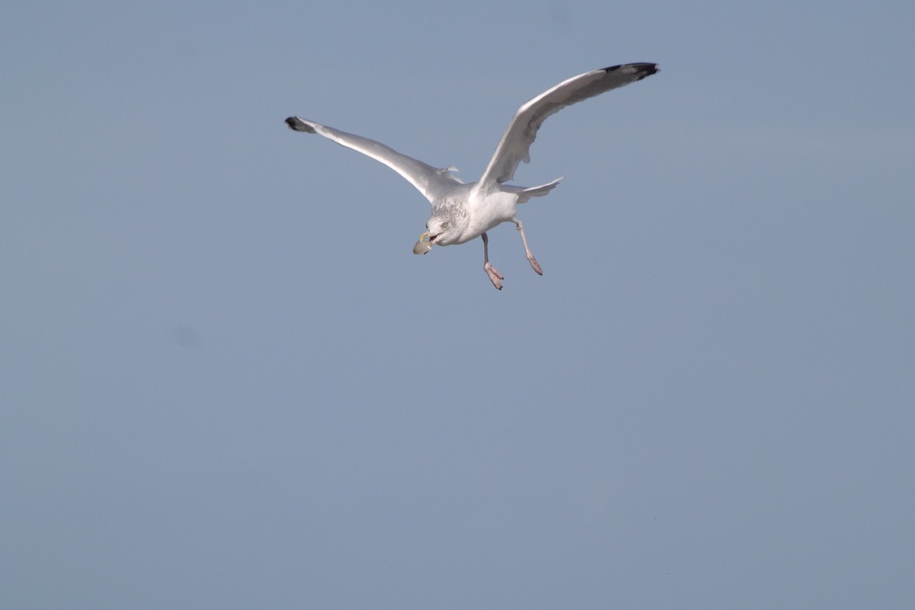 goeland_1.jpg