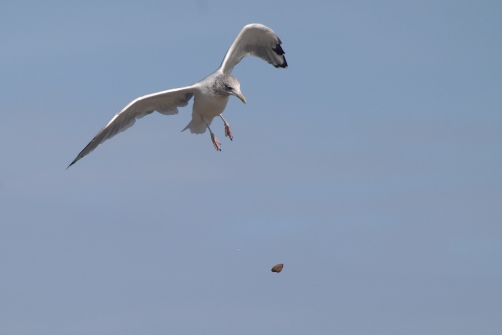 goeland_2.jpg