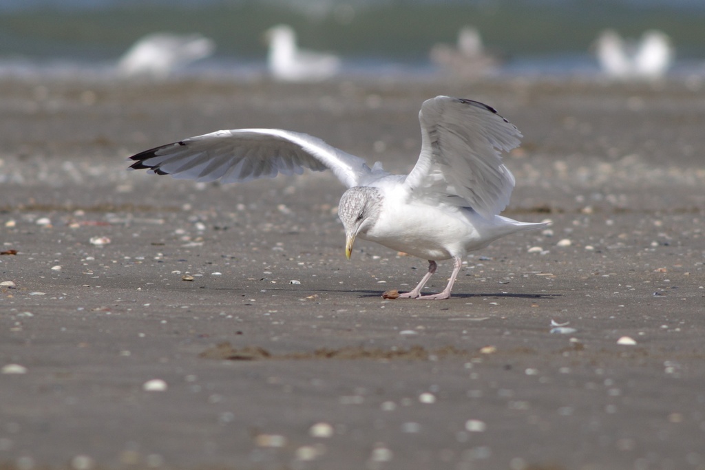 goeland_5.jpg