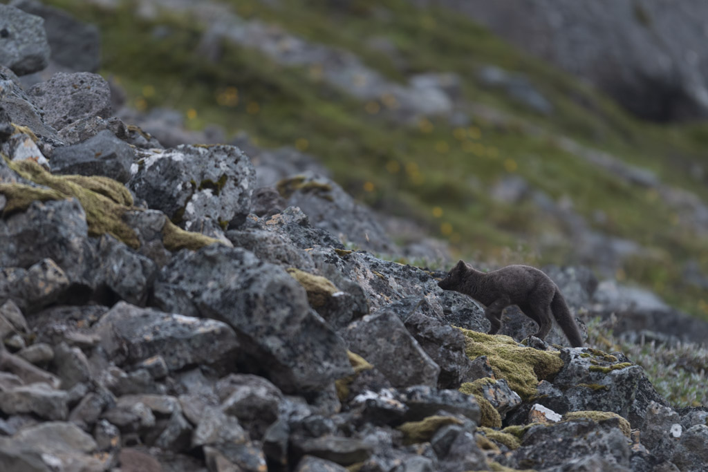 _DSC2315-Avec accentuation-Bruit.jpg
