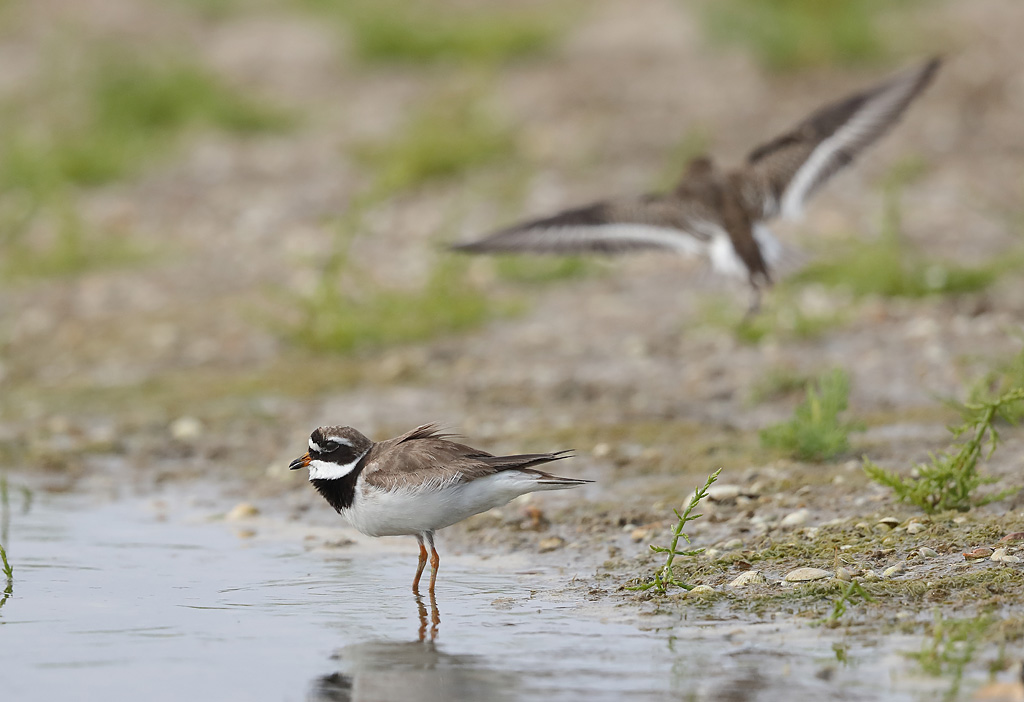 Grand gravelot 12.JPG