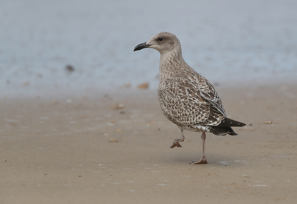 Goéland argenté immature 2.JPG