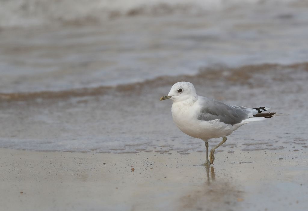 Goéland cendré 10.JPG