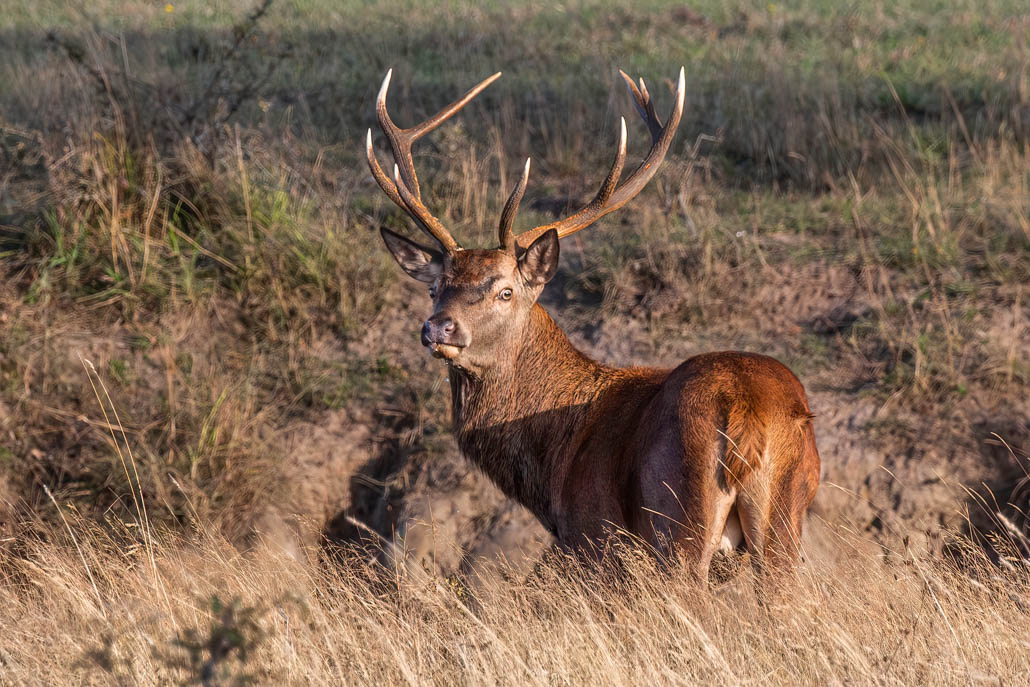 IMG_6953-Avec accentuation-Bruit-Modifier-1.jpg