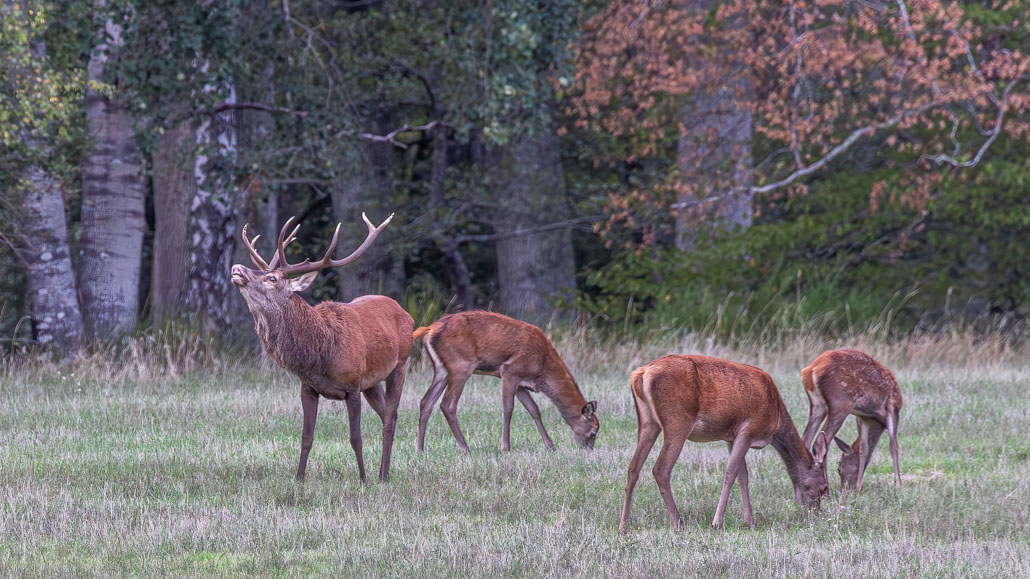 IMG_7212-Avec accentuation-Bruit-Modifier-1.jpg