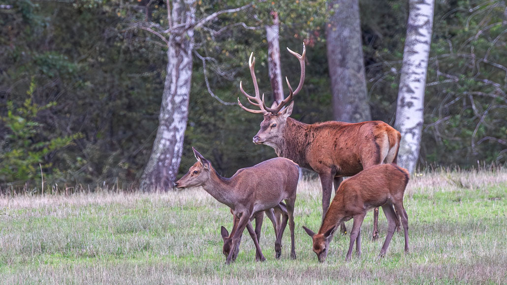 IMG_7244-Avec accentuation-Bruit-Modifier-1.jpg