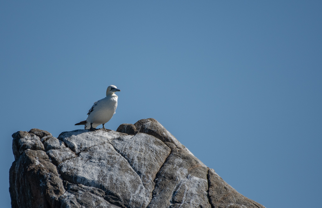 Fou de Bassan -1-.jpg