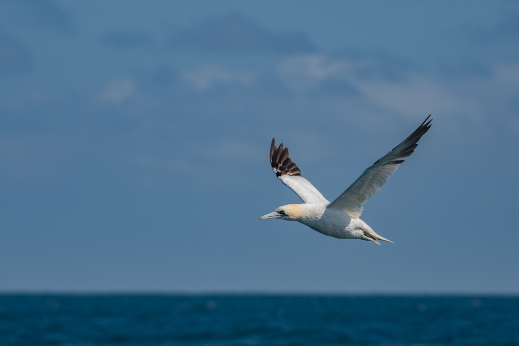 Fou de Bassan -7-.jpg