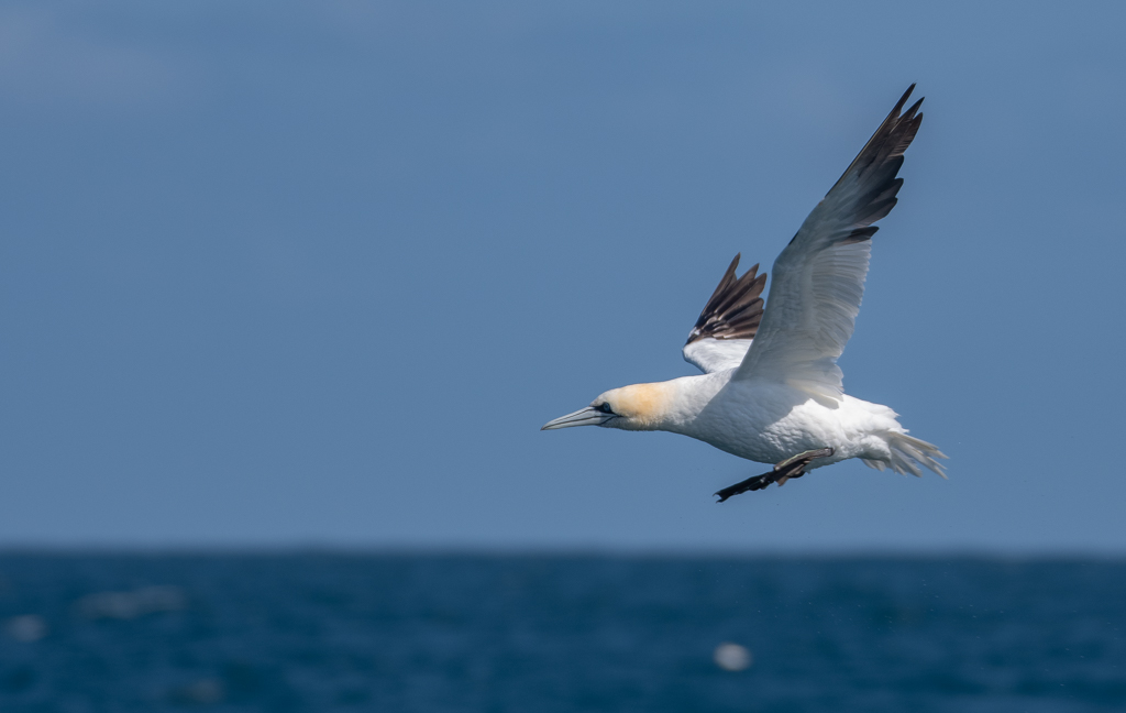 Fou de Bassan -9-.jpg