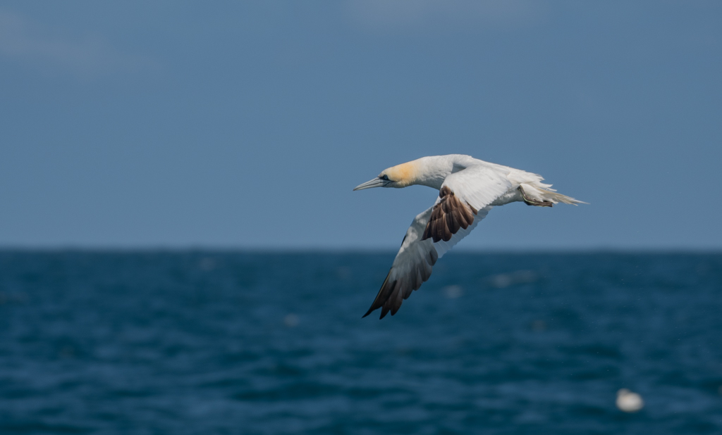 Fou de Bassan -10-.jpg