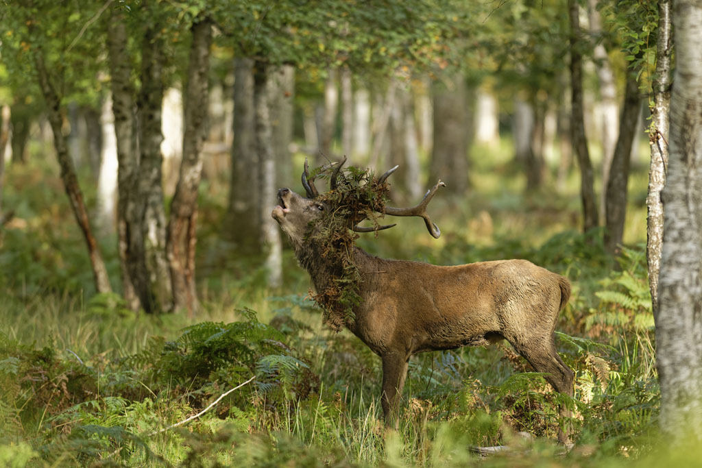 D850-211013-376 .jpg