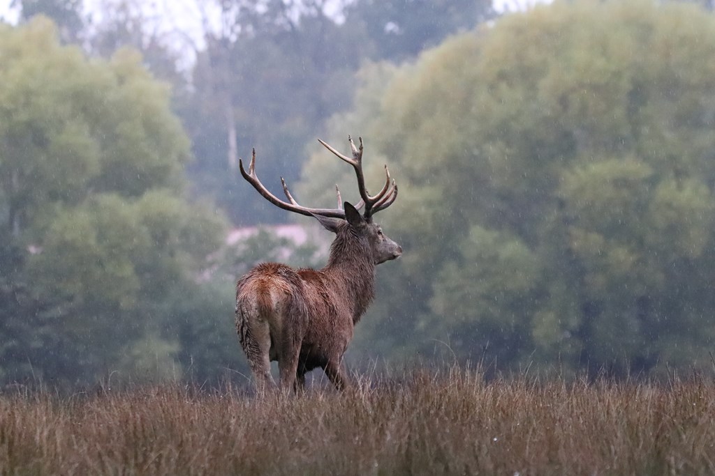 IMG_0091 [1024x768].JPG