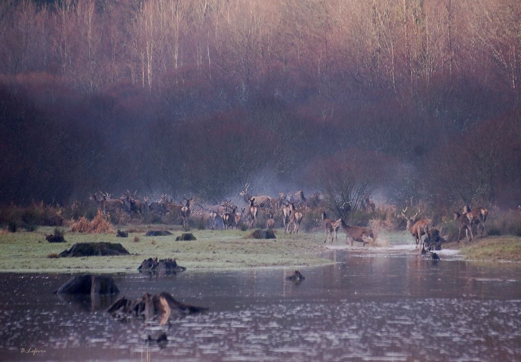 70 cervidés foret orient .jpg