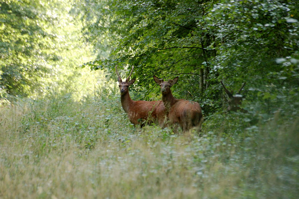 2006 AOUT f 065 (10).JPG