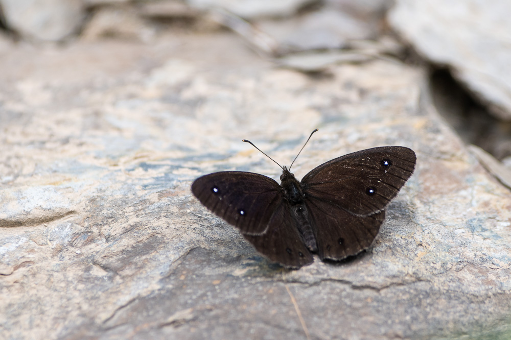 Grande caronide_3.jpg